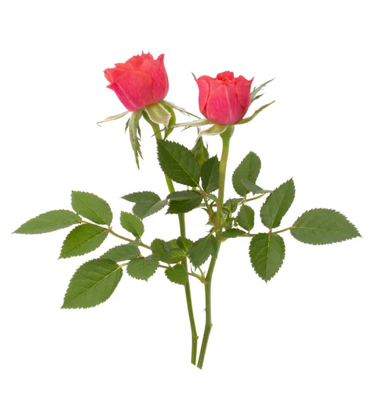 Schönes Rosenpaar — Stockfoto