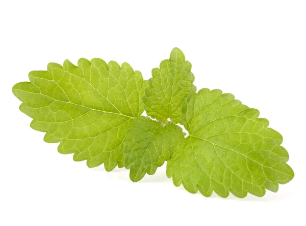 Peppermint — Stock Photo, Image