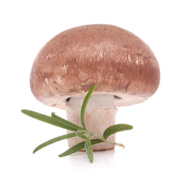 Braune Champignon-Pilze und Rosmarinblätter — Stockfoto