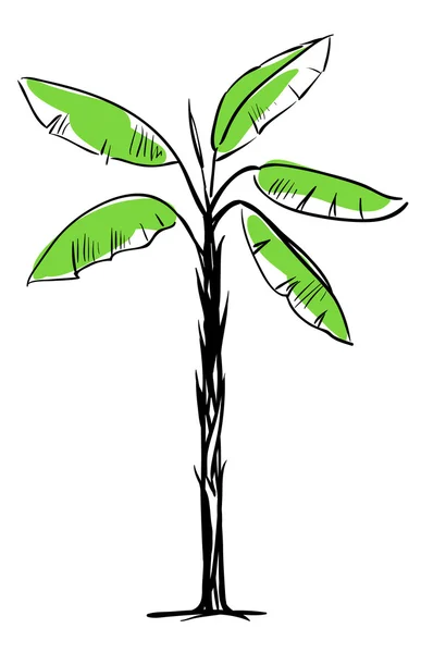 Palmeira tropical isolada em fundo branco, Vector Illustra — Vetor de Stock