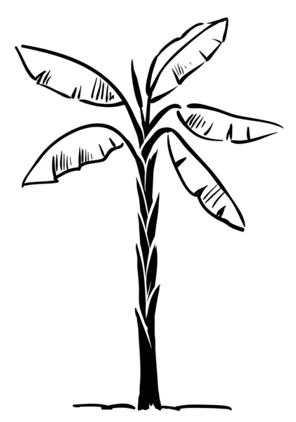 Palmeira tropical isolada em fundo branco, Vector Illustra — Vetor de Stock
