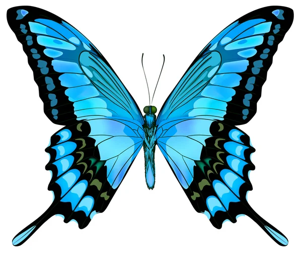 Bella farfalla vettoriale isolata blu — Vettoriale Stock