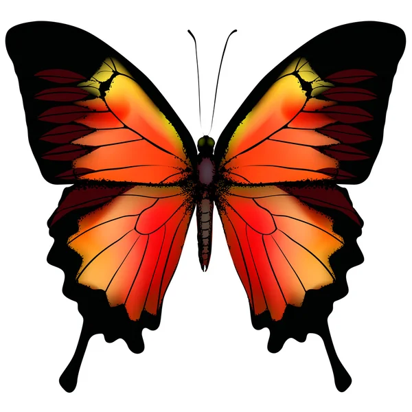 Izolované motýl vektor — Stockový vektor