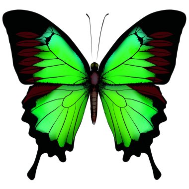 Vector illustration of beautiful green butterfly isolated on wh clipart