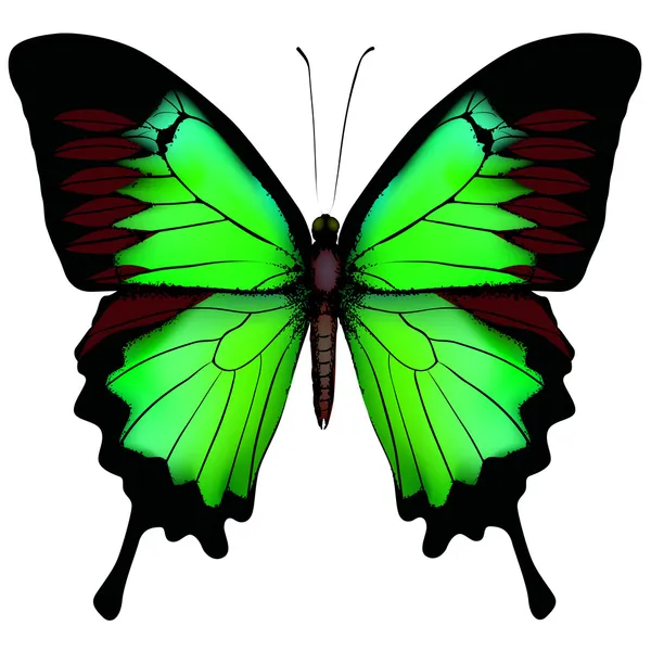 Vector illustration of beautiful green butterfly isolated on wh — Stock Vector
