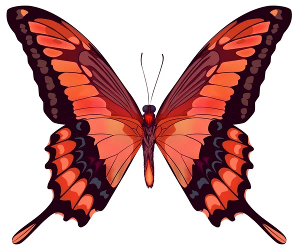 Beautiful vector isolated red butterfly — Stock Vector