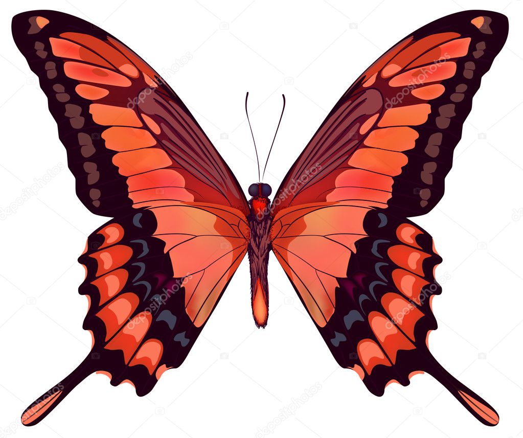Beautiful vector isolated red butterfly