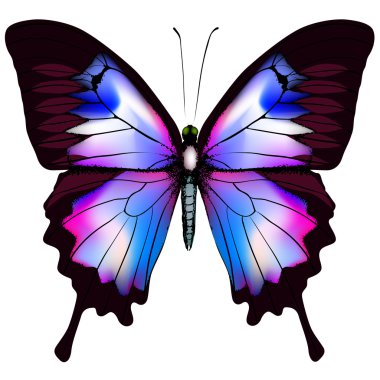 Beautiful vector isolated blue butterfly clipart