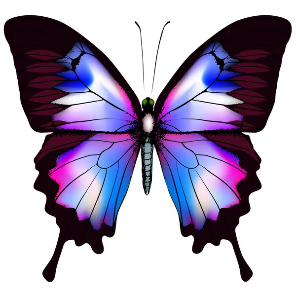 Schöner Vektor isoliert blauer Schmetterling — Stockvektor
