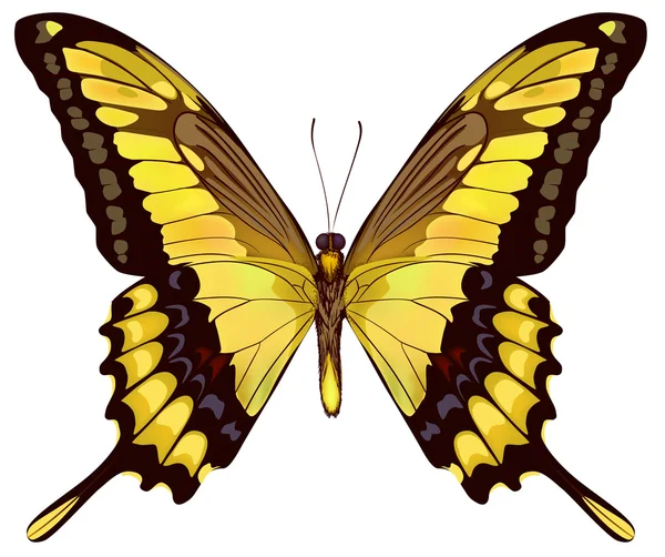 Isolado Amarelo Butterfly VectorIllustration — Vetor de Stock