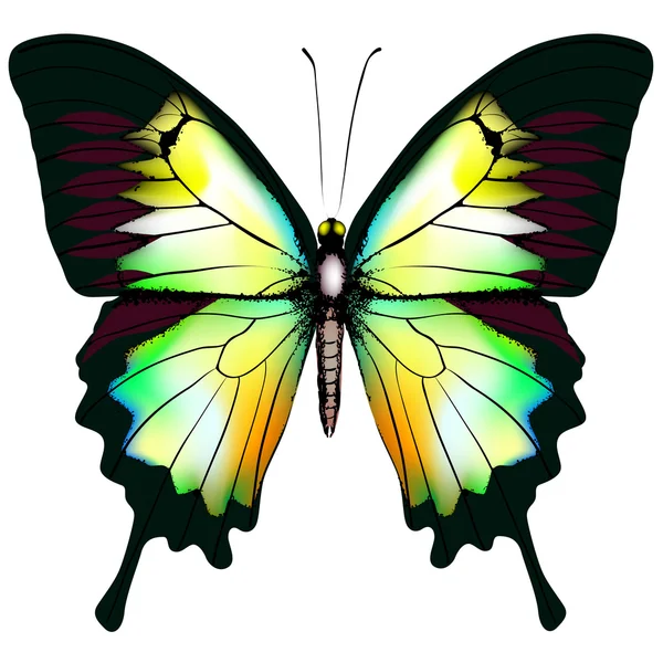 孤立的蝴蝶矢量 — 图库矢量图片