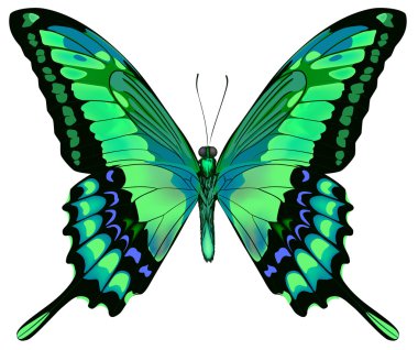 Vector illustration of beautiful blue green butterfly isolated clipart