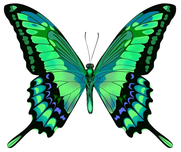 孤立的美丽的蓝绿色蝴蝶矢量插画 — 图库矢量图片