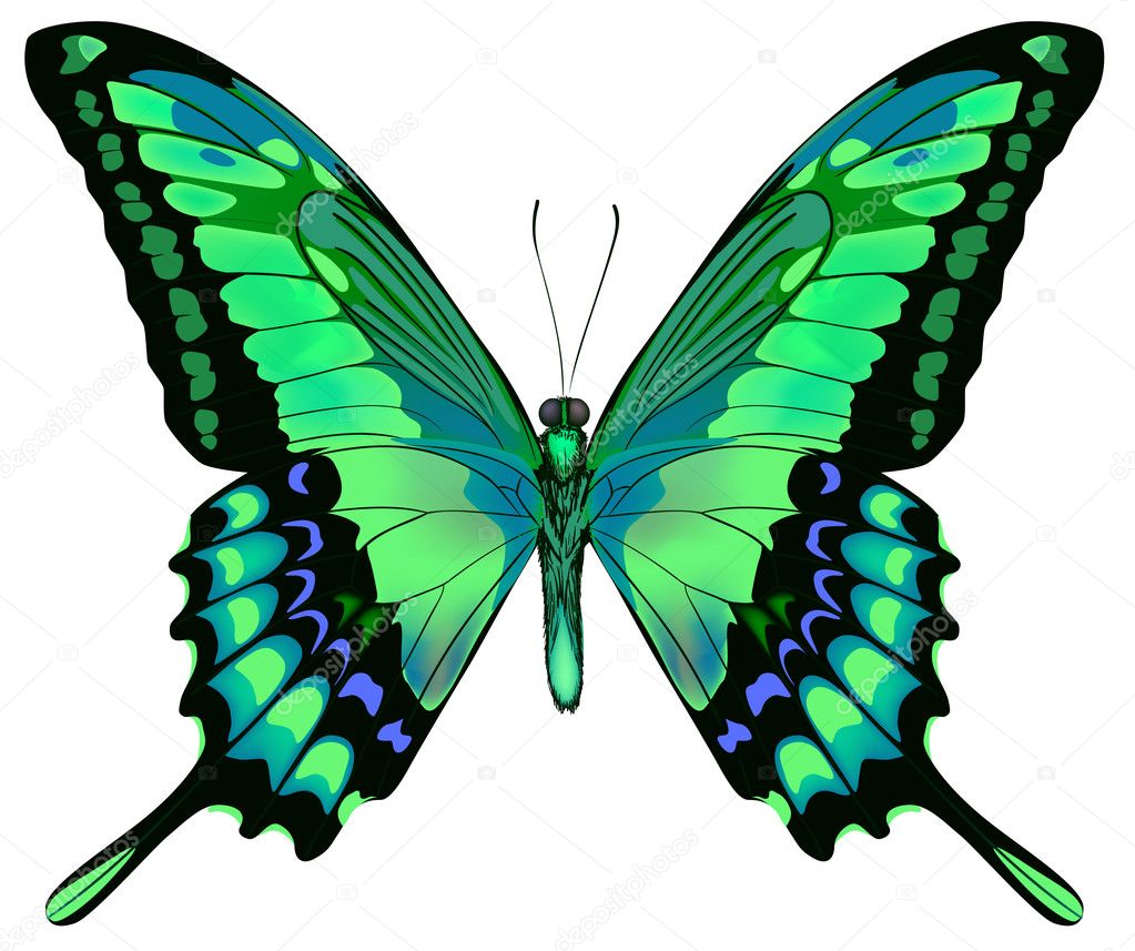 Vector illustration of beautiful blue green butterfly isolated