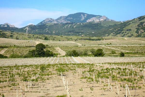 Виноградник в долине — стоковое фото
