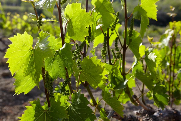 Weinrebe mit jungen Beeren greifen — Stockfoto