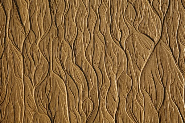 砂のビーチにツリー型テクスチャ — ストック写真
