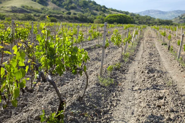 Vineland entre colinas — Fotografia de Stock