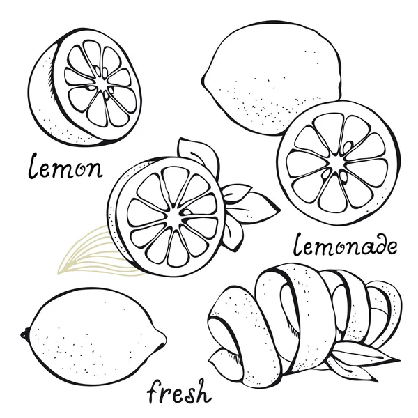 Lemon citrus vector set — Stock Vector