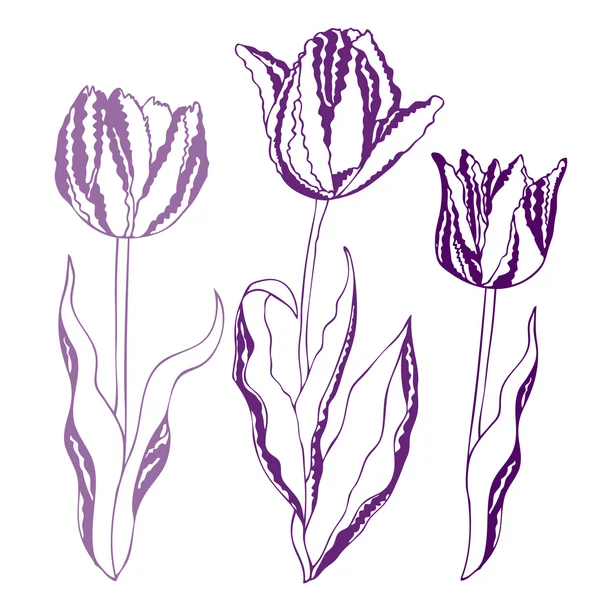 Vektorová ilustrace tulipánů — Stockový vektor