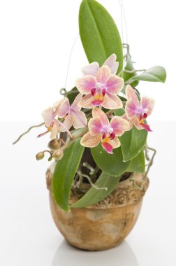 çiçek çiçek açan phalaenopsis orkide