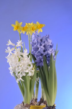 Spring flowers on blue background clipart