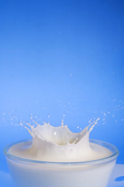 우유 스플래시 근접 — 스톡 사진
