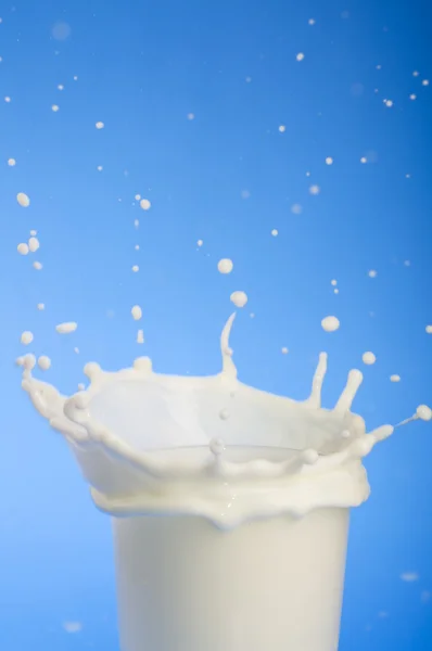 牛乳のスプラッシュのクローズ アップ — ストック写真