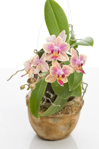 Çiçek çiçek açan phalaenopsis orkide — Stok fotoğraf