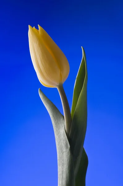 Våren gul tulpan blossom på blå bakgrund — Stockfoto