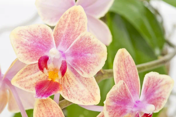 Flower of blooming phalaenopsis orchid — Stock Photo, Image