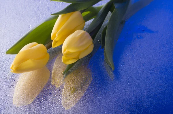 젖은 파란색 배경에 봄 노란색 튤립 꽃 — 스톡 사진