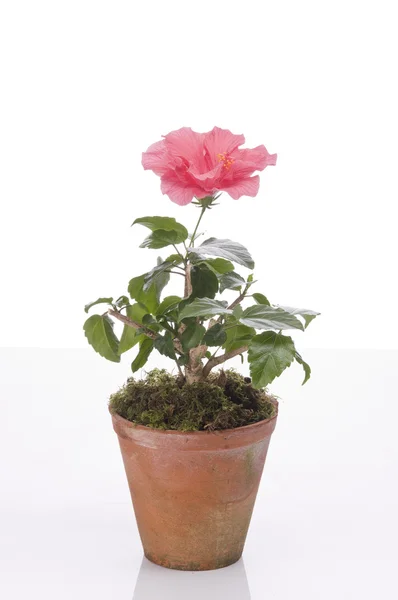Hibiskus bloem in een pot — Stockfoto