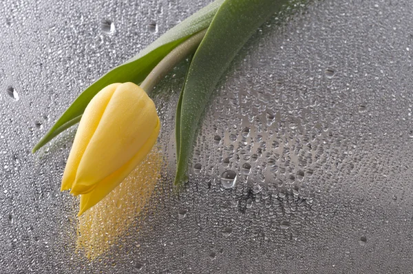 Spring yellow tulip blossom on wet grey background — Stock Photo, Image