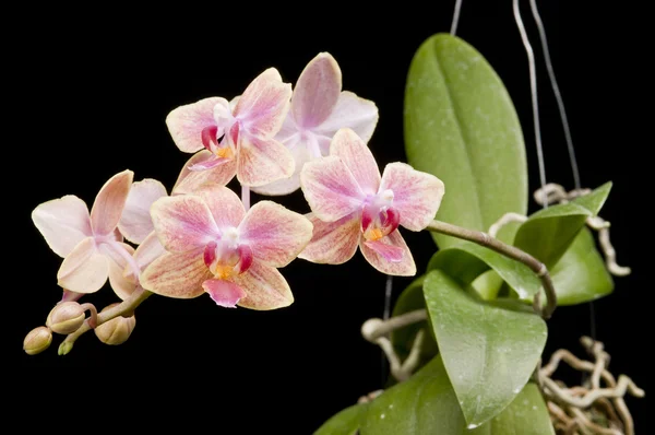 개화 phalaenopsis 난초의 꽃 — 스톡 사진
