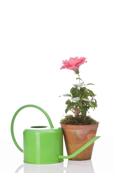 Flor de Hibiskus em um pote e regando pode — Fotografia de Stock