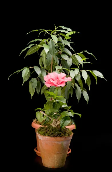 Ficus tree and hibiskus flower in a pot — Stock Photo, Image