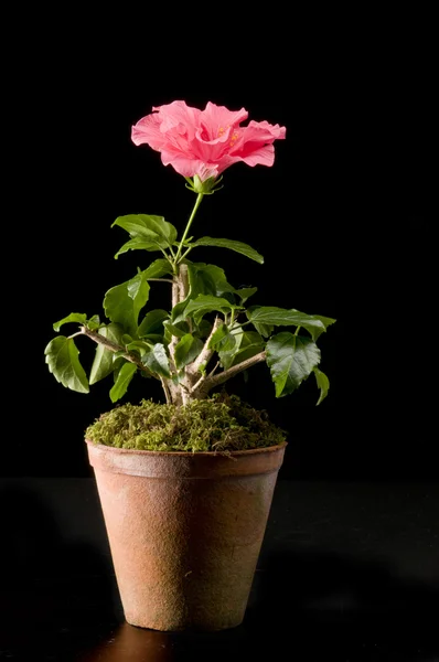 Constantia Kloof flower pot — Stock Fotó