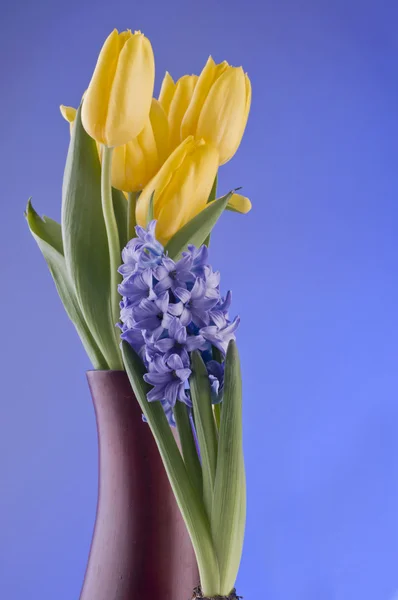 Frühlingsblumen auf blauem Hintergrund — Stockfoto