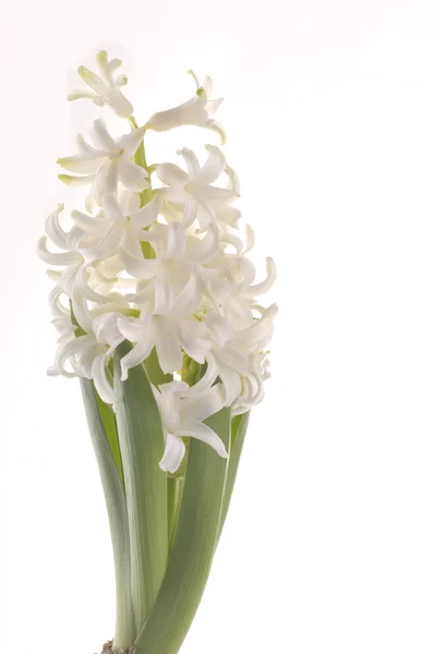 Flores de primavera de hiacinto isolado no fundo branco — Fotografia de Stock