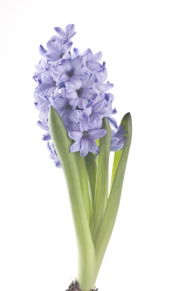 Hiacinth 被隔绝在白色背景上的春天的花朵 — 图库照片