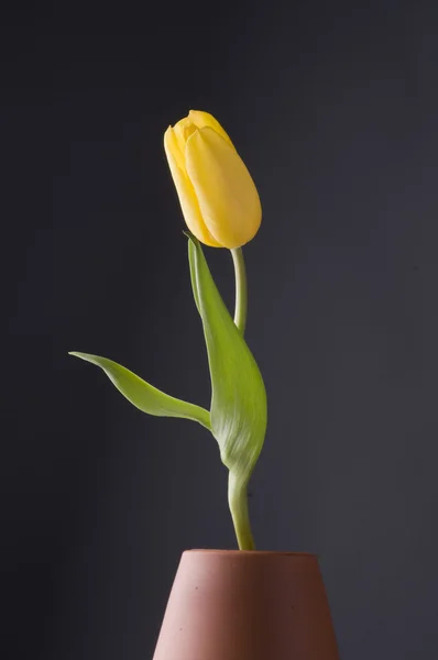 Kwiat żółty tulipan wiosna na szarym tle — Zdjęcie stockowe