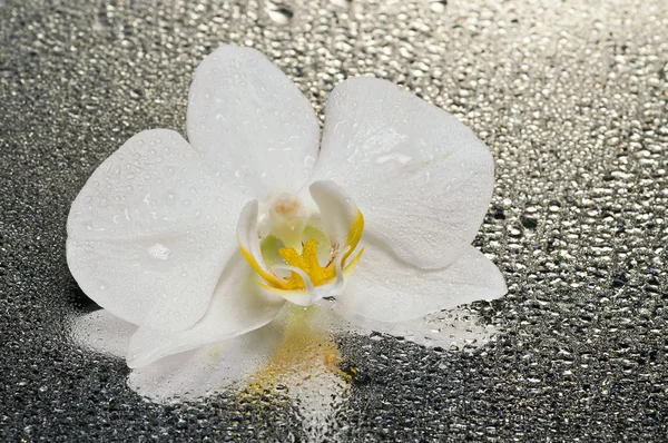 Цветок белой орхидеи на мокрой поверхности с отражением — стоковое фото