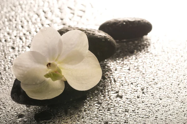 Flor blanca de la orquídea sobre superficie mojada con la reflexión — Foto de Stock