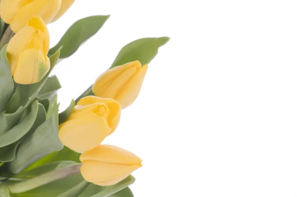Tulipani primaverili isolati su bianco — Foto Stock