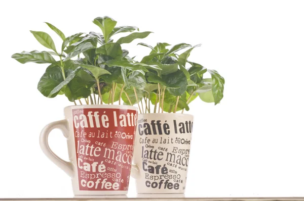 Koffie plant in een kopje — Stockfoto
