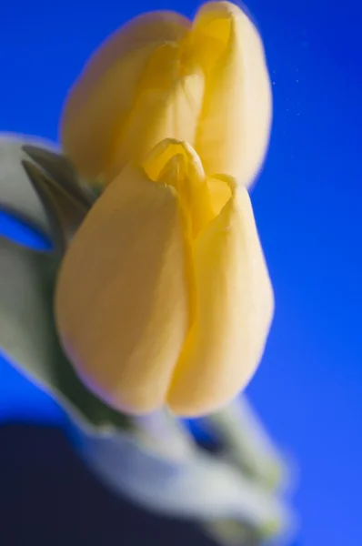 Frühling gelbe Tulpenblüte auf blauem Hintergrund — Stockfoto