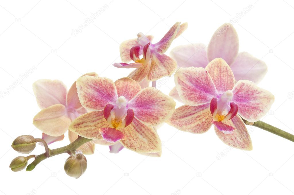 Flower Of Blooming Phalaenopsis Orchid Stock Photo By ©margaryta 10357253