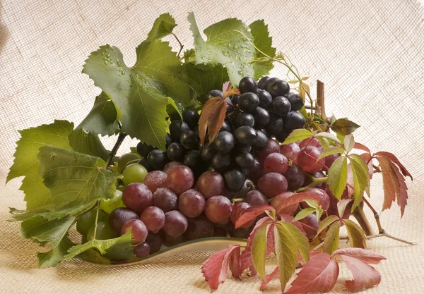 Comida de uva multicolor — Fotografia de Stock