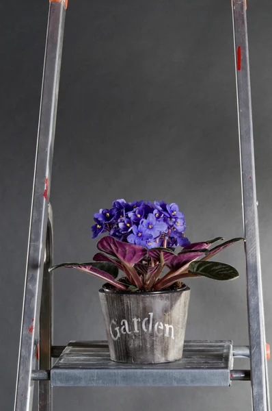 Виолетта в горшочке на металлическом стеладдере — стоковое фото
